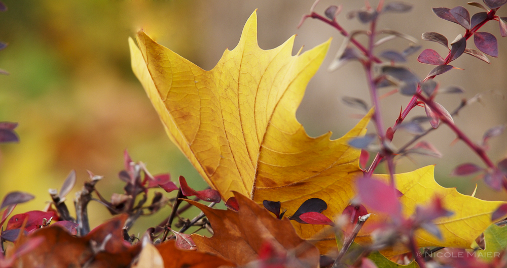 Herbstfarben