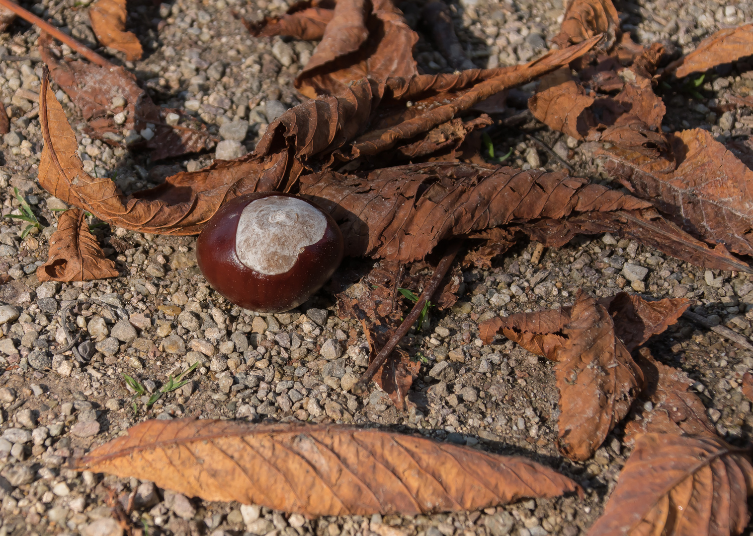 HERBSTFARBEN