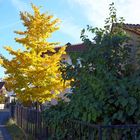 Herbstfarben