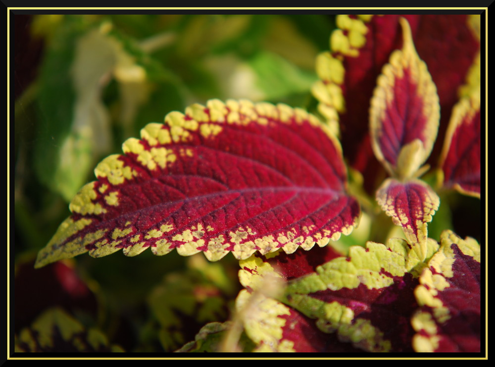 Herbstfarben