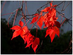 Herbstfarben