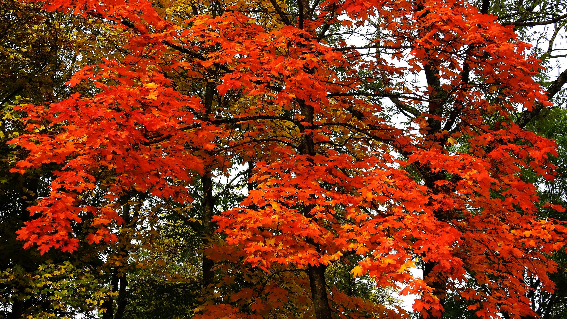 Herbstfarben