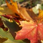 Herbstfarben