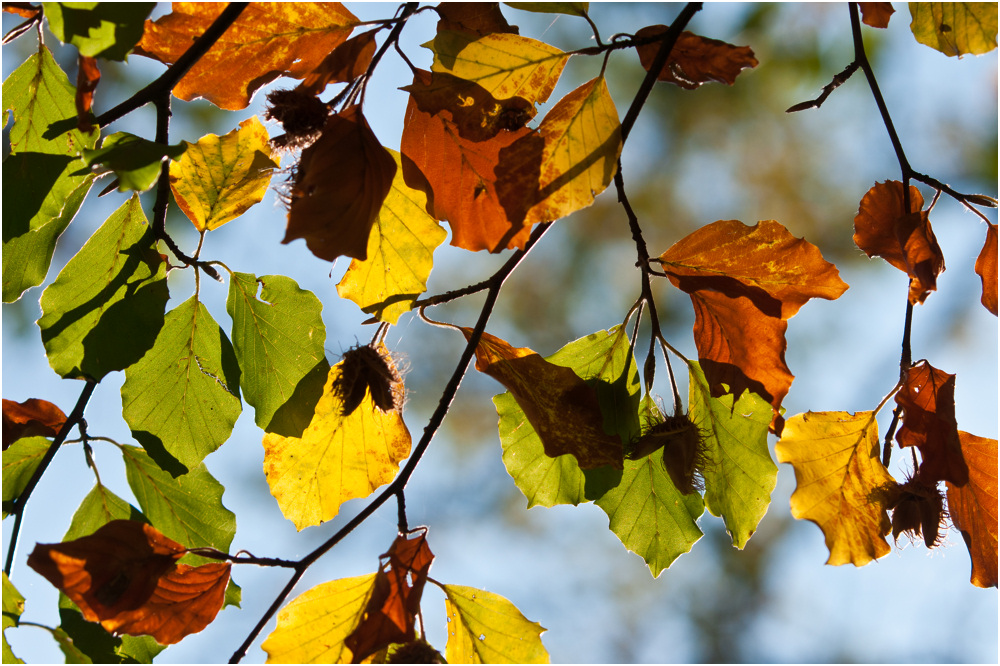 Herbstfarben