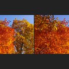 Herbstfarben (3D)