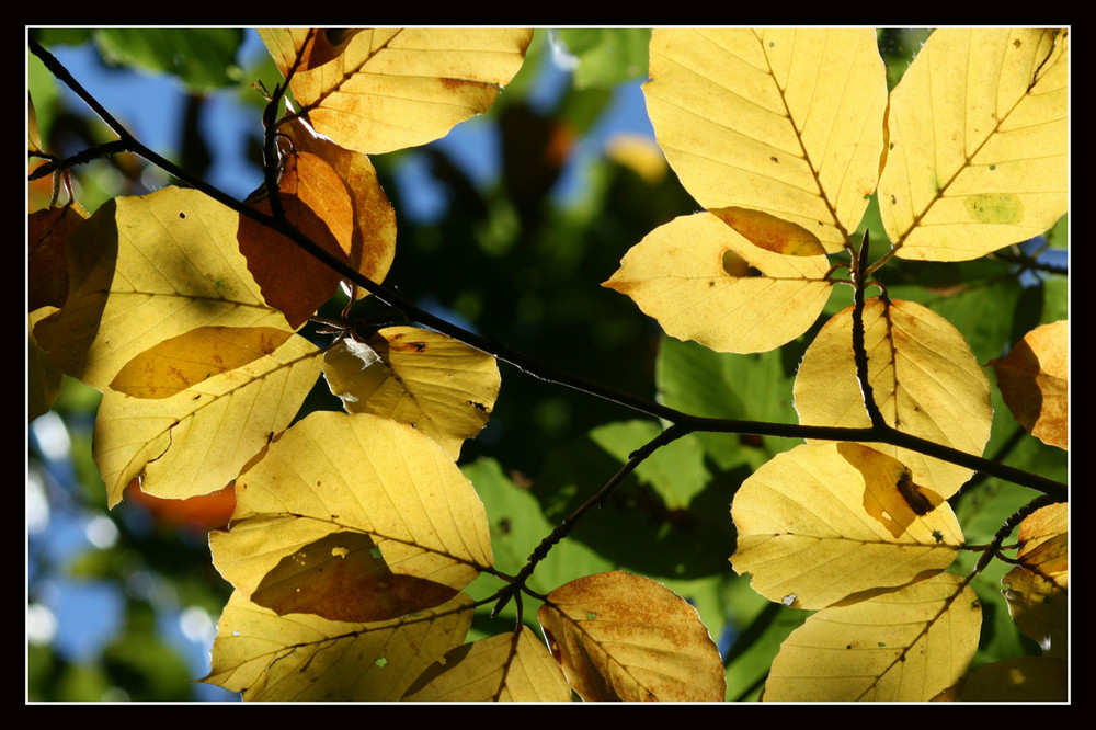 Herbstfarben