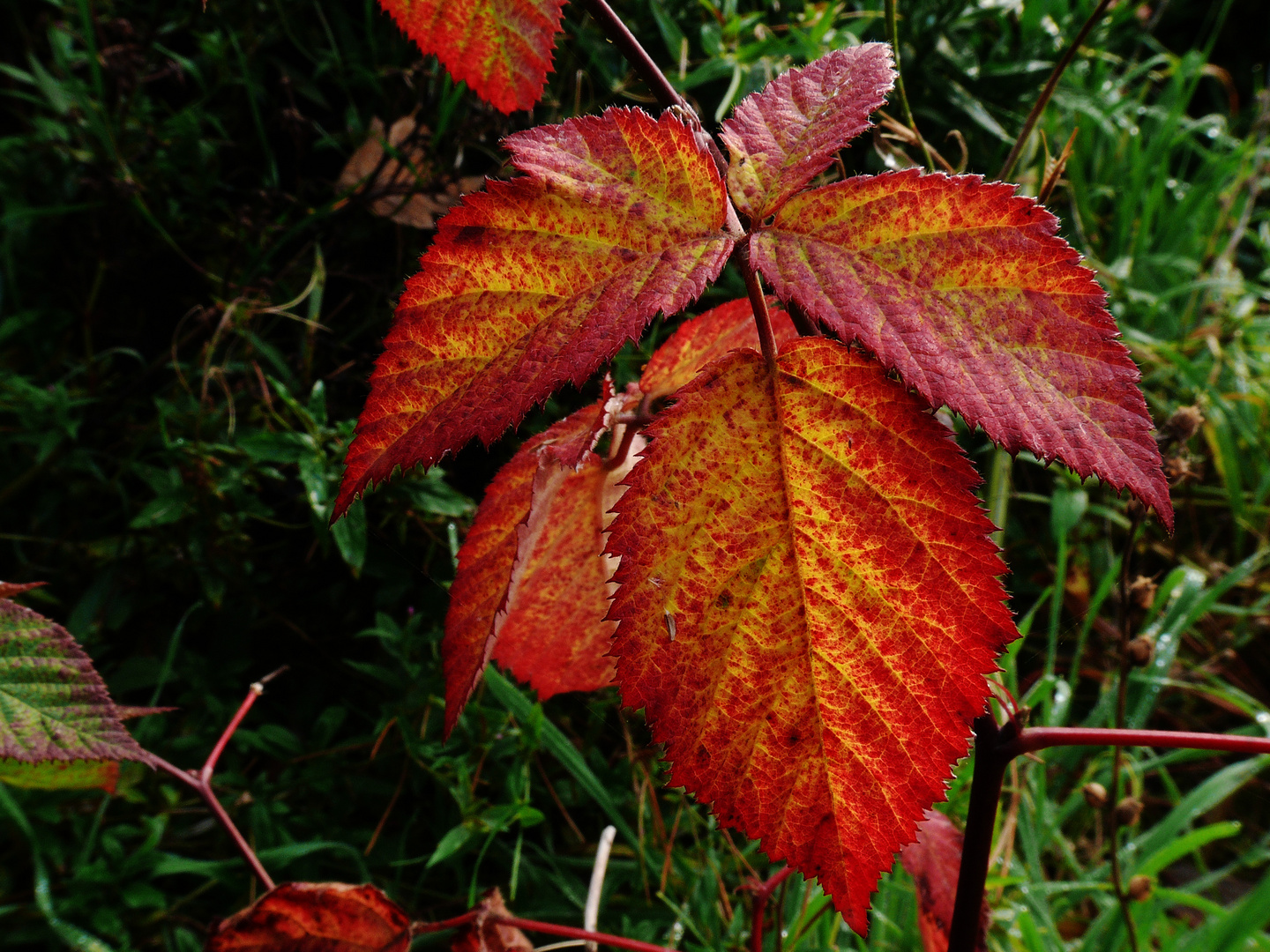 Herbstfarben 