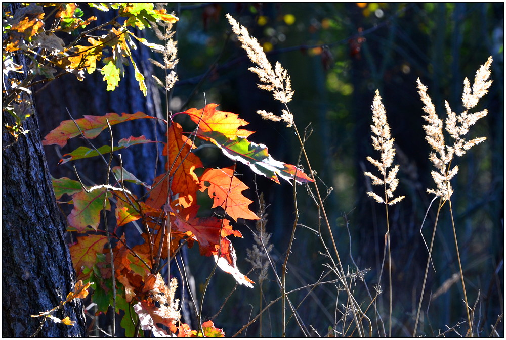 Herbstfarben