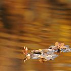 Herbstfarben