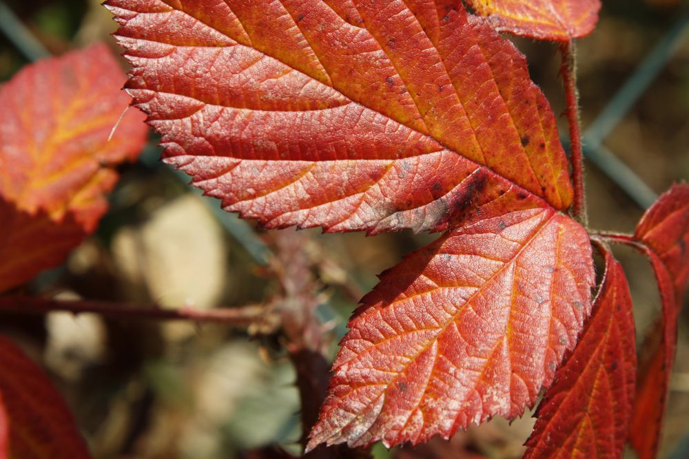 Herbstfarben