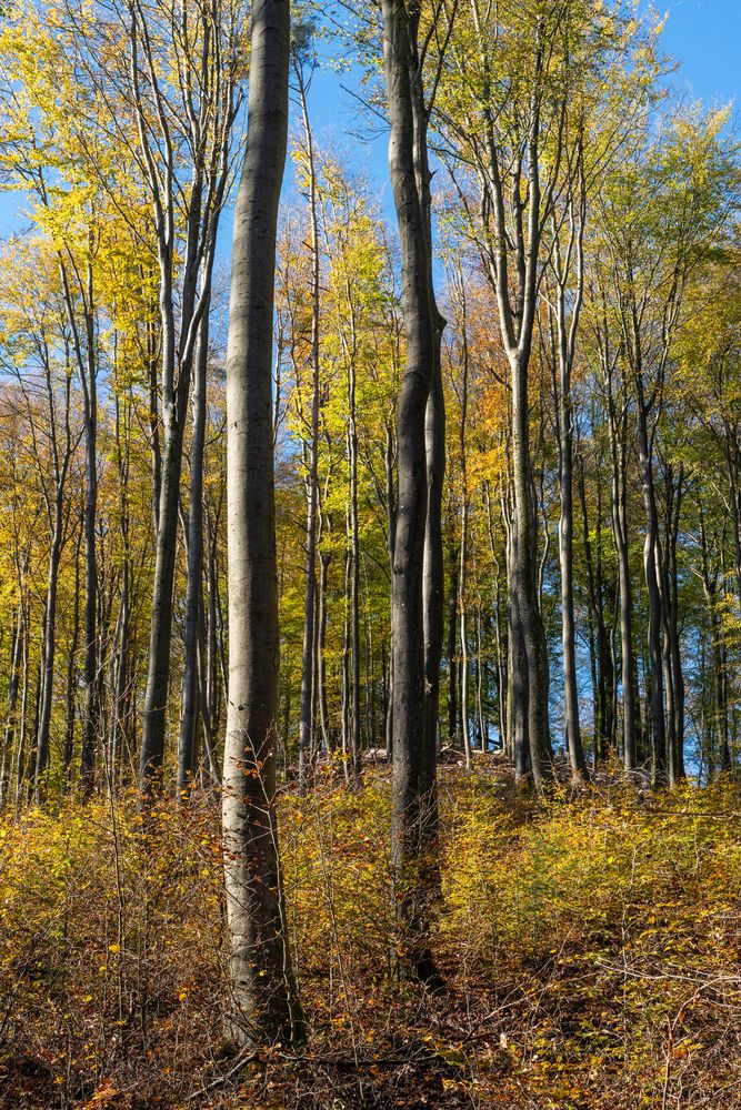 Herbstfarben