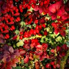 Herbstfarben 4