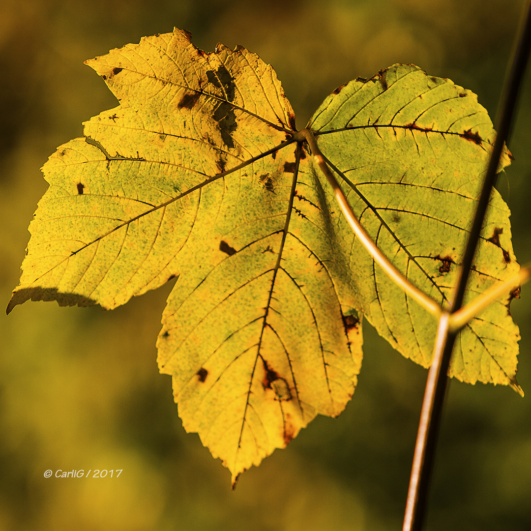 Herbstfarben 4