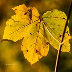 Herbstfarben 4