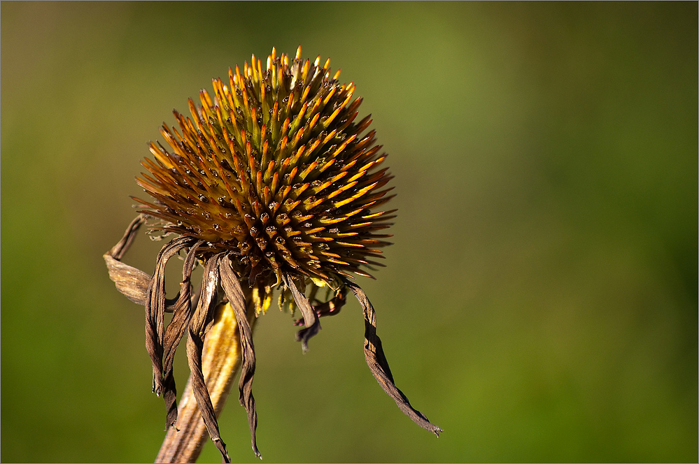 Herbstfarben (4)