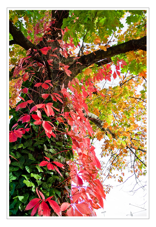Herbstfarben #4