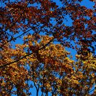 Herbstfarben 4