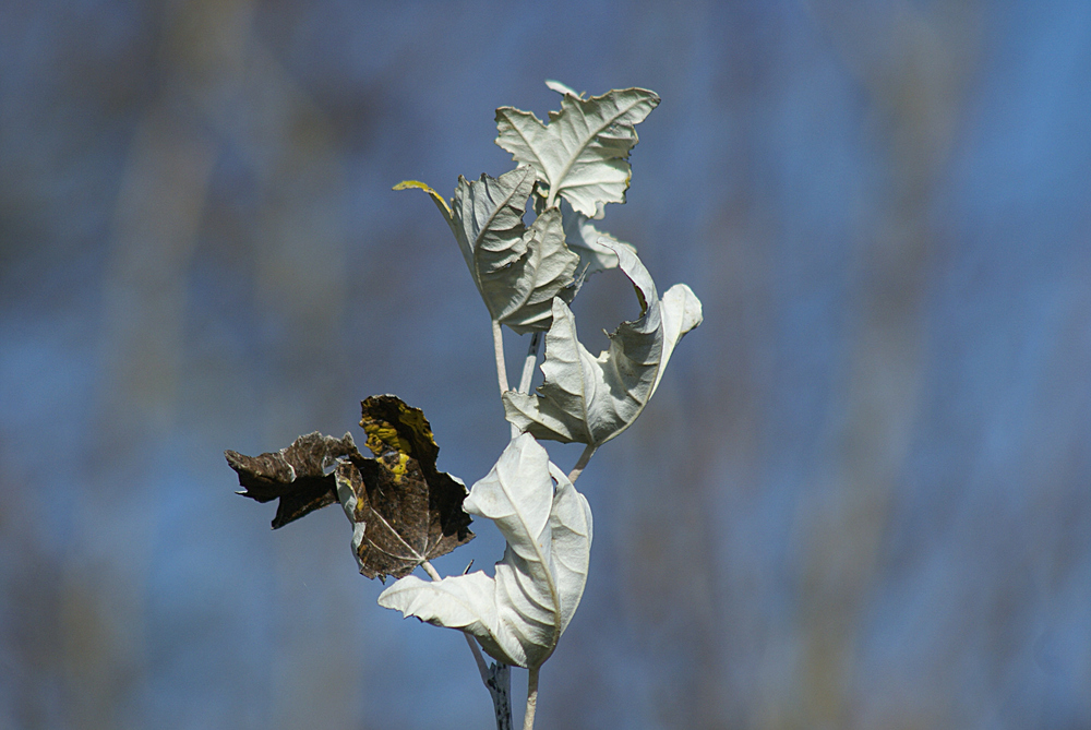 Herbstfarben 4