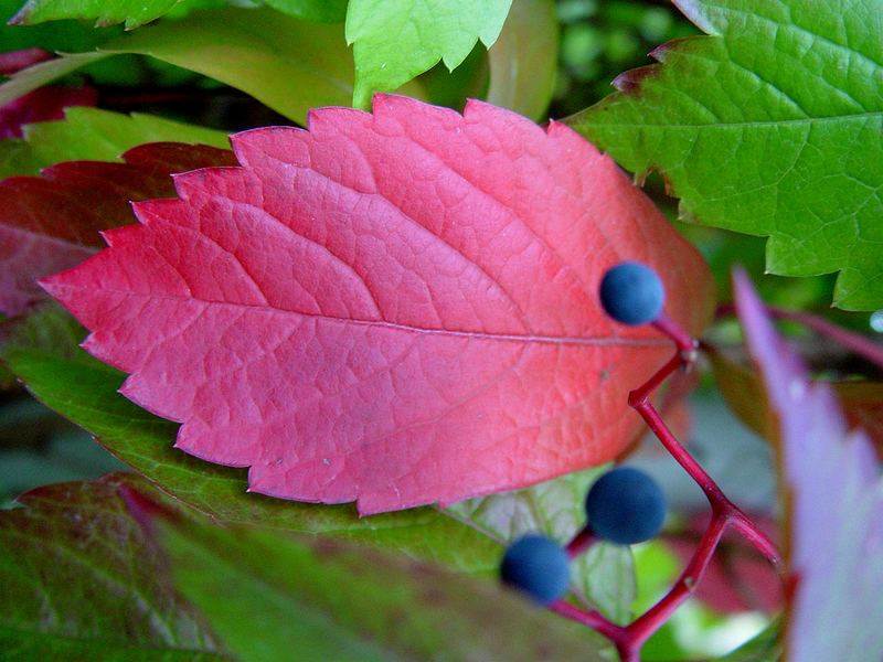 Herbstfarben