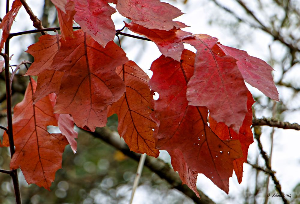 Herbstfarben