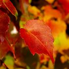 Herbstfarben