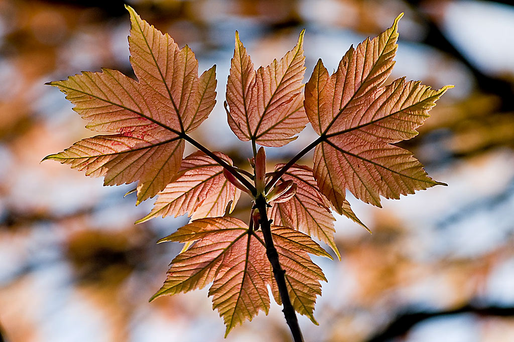 Herbstfarben