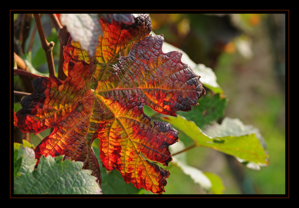 Herbstfarben