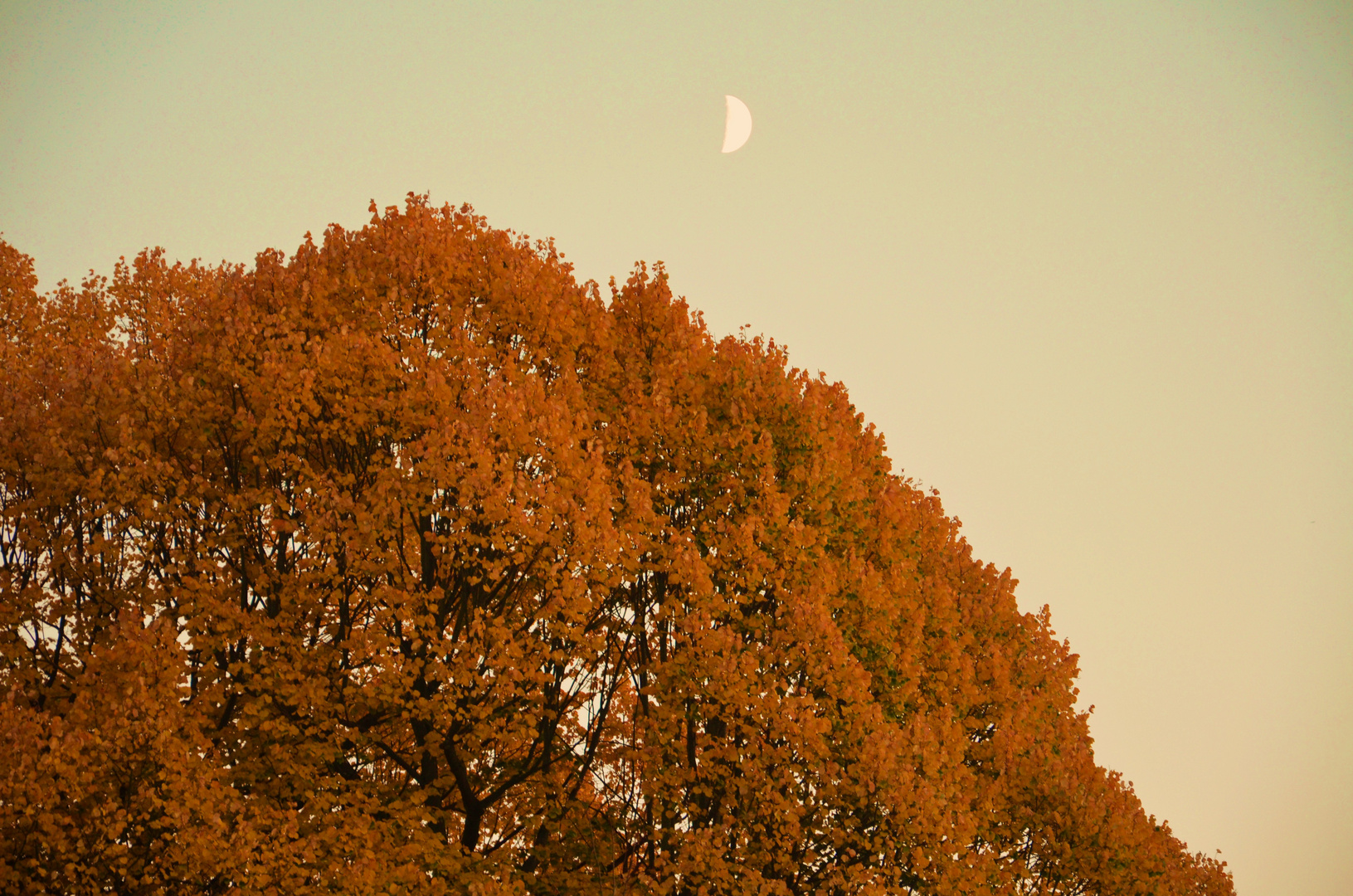 Herbstfarben :-)