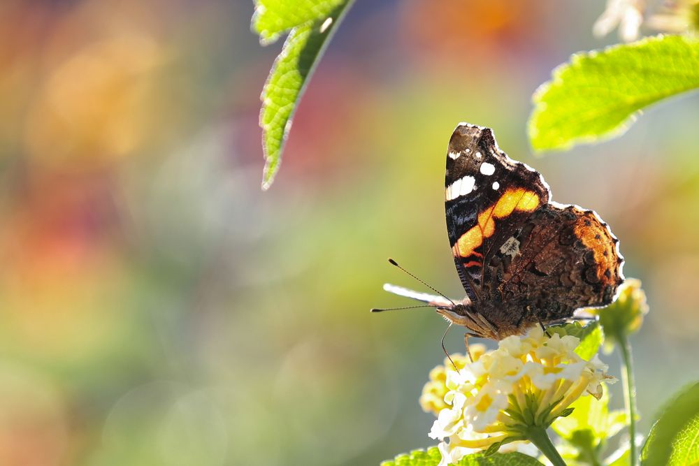 Herbstfarben