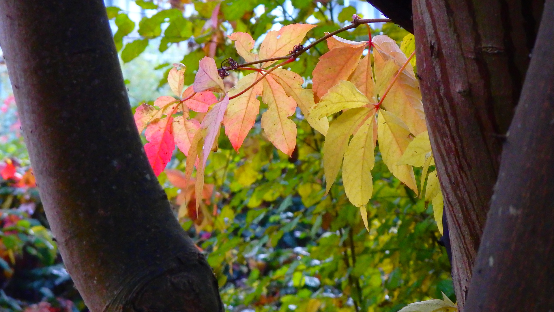 Herbstfarben 