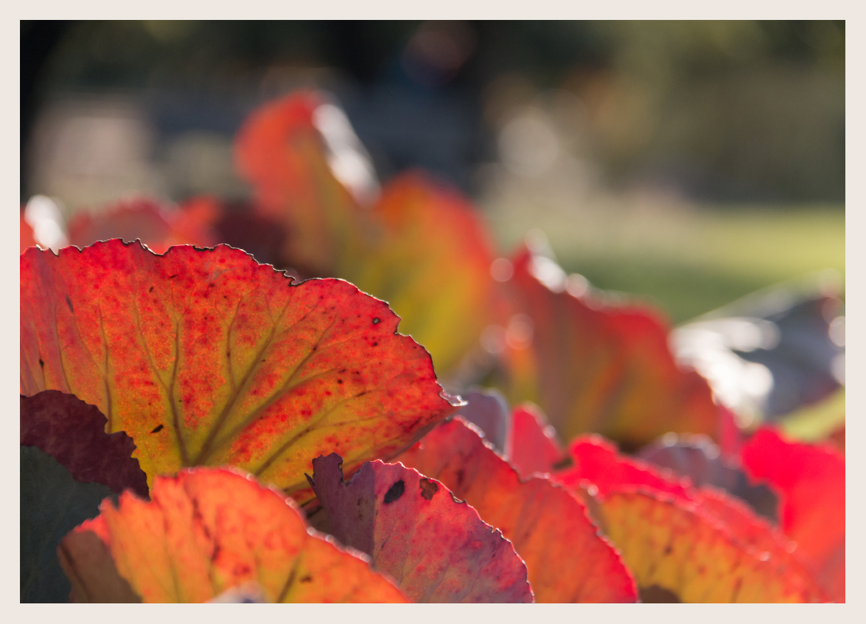 Herbstfarben