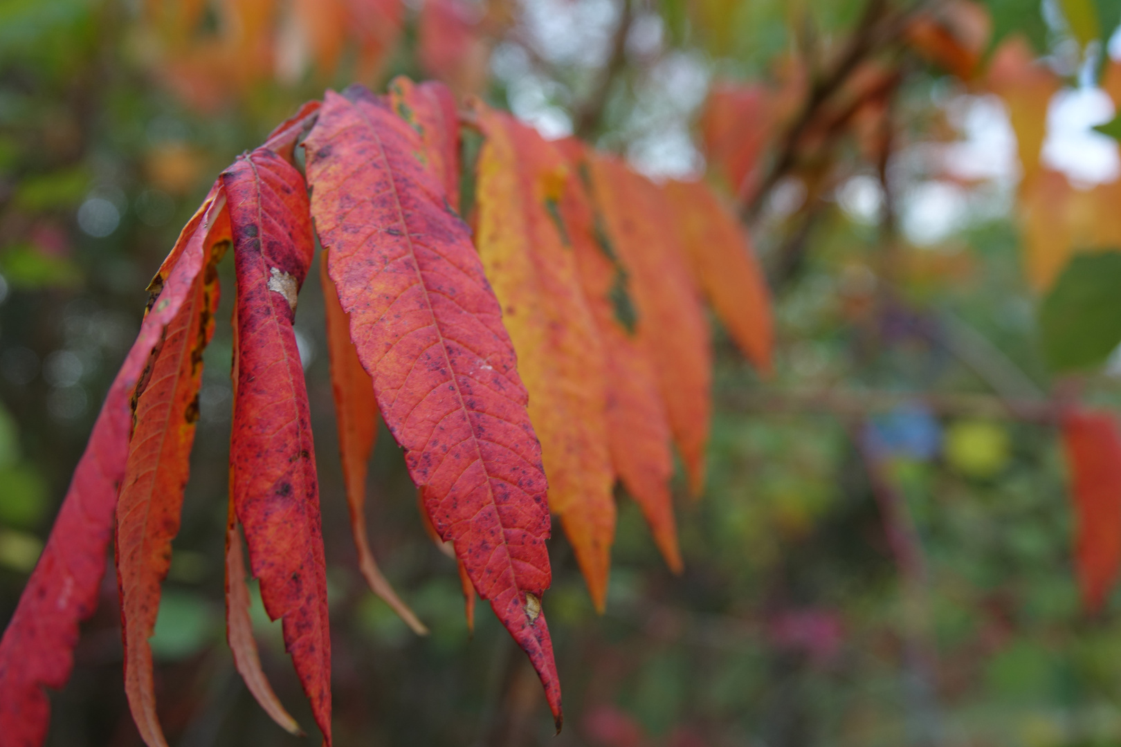 Herbstfarben