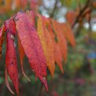 Herbstfarben