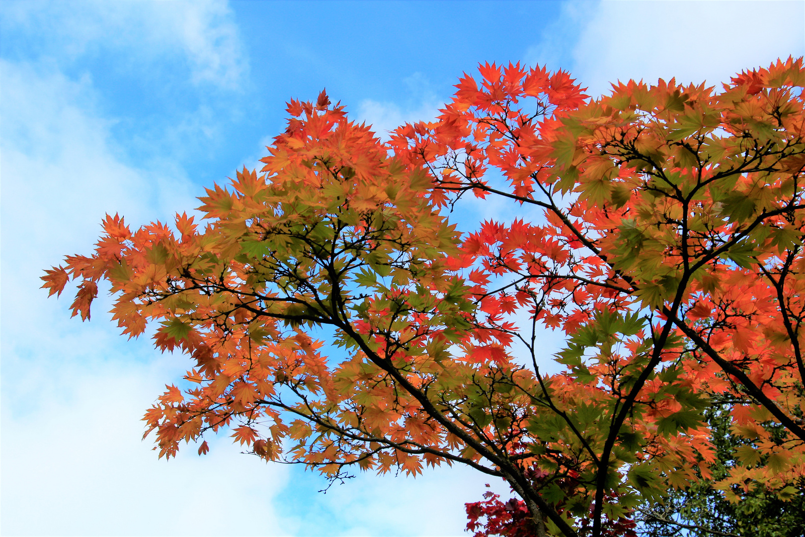 Herbstfarben