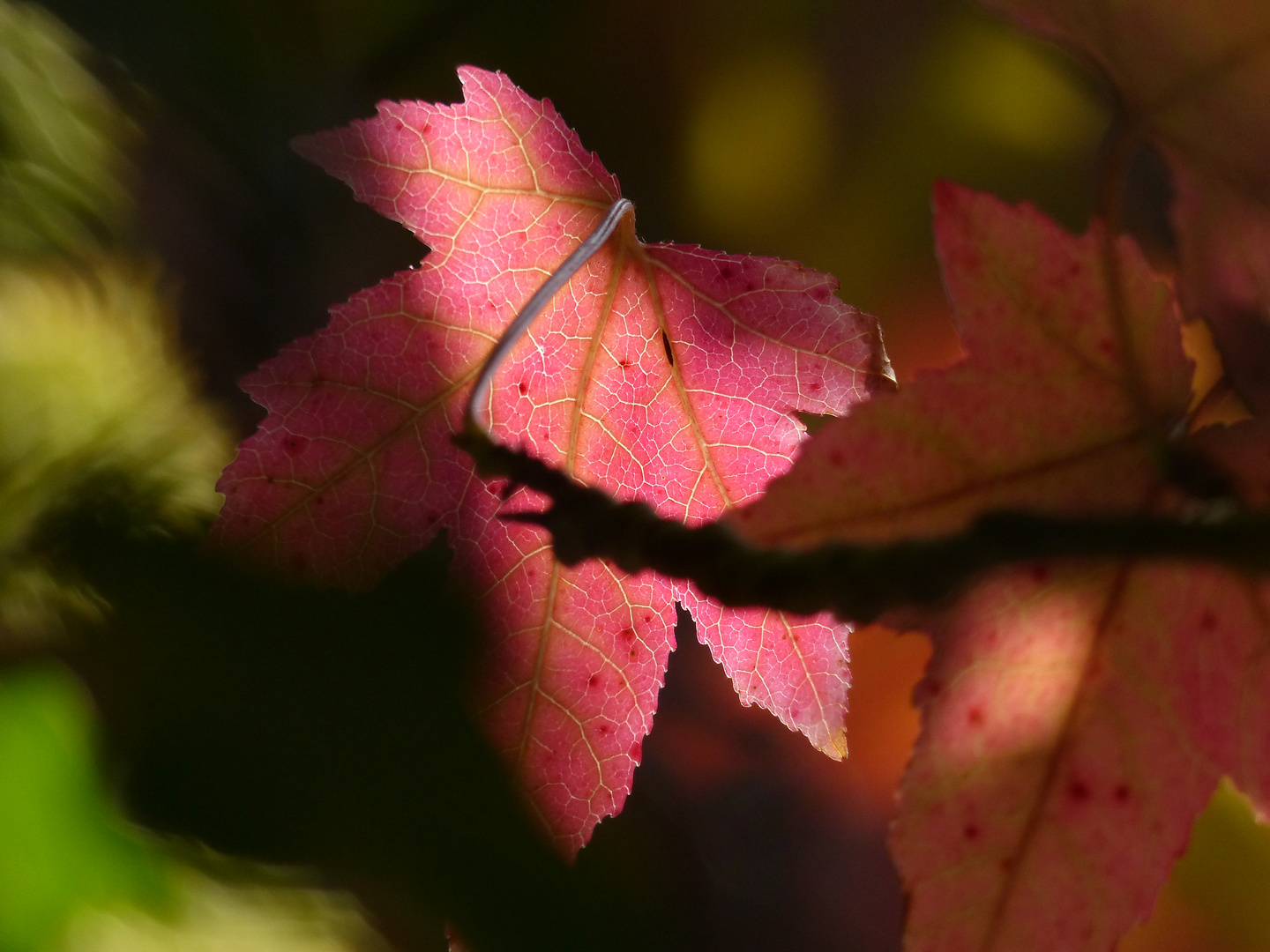 Herbstfarben