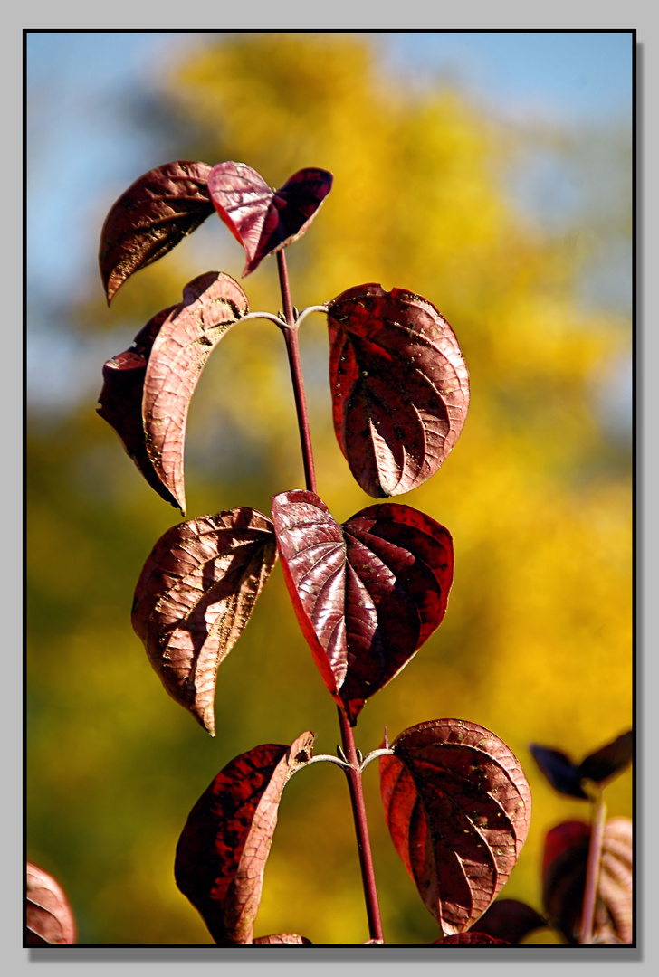 Herbstfarben