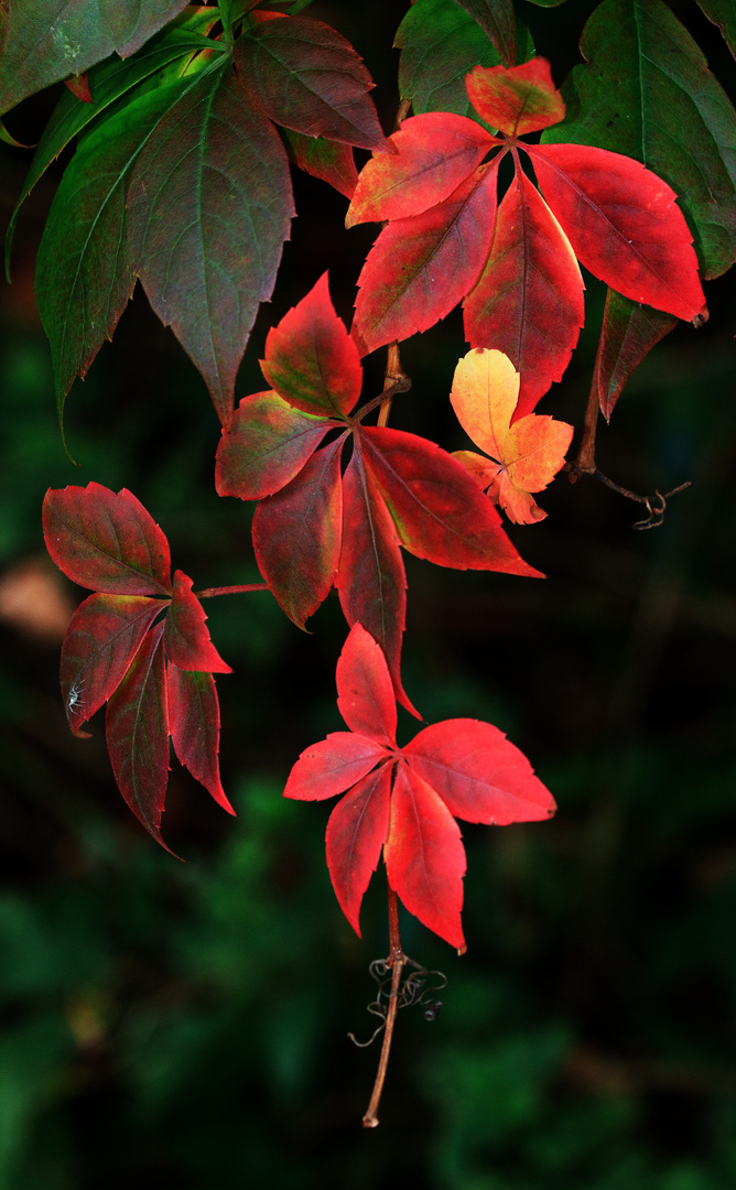 Herbstfarben