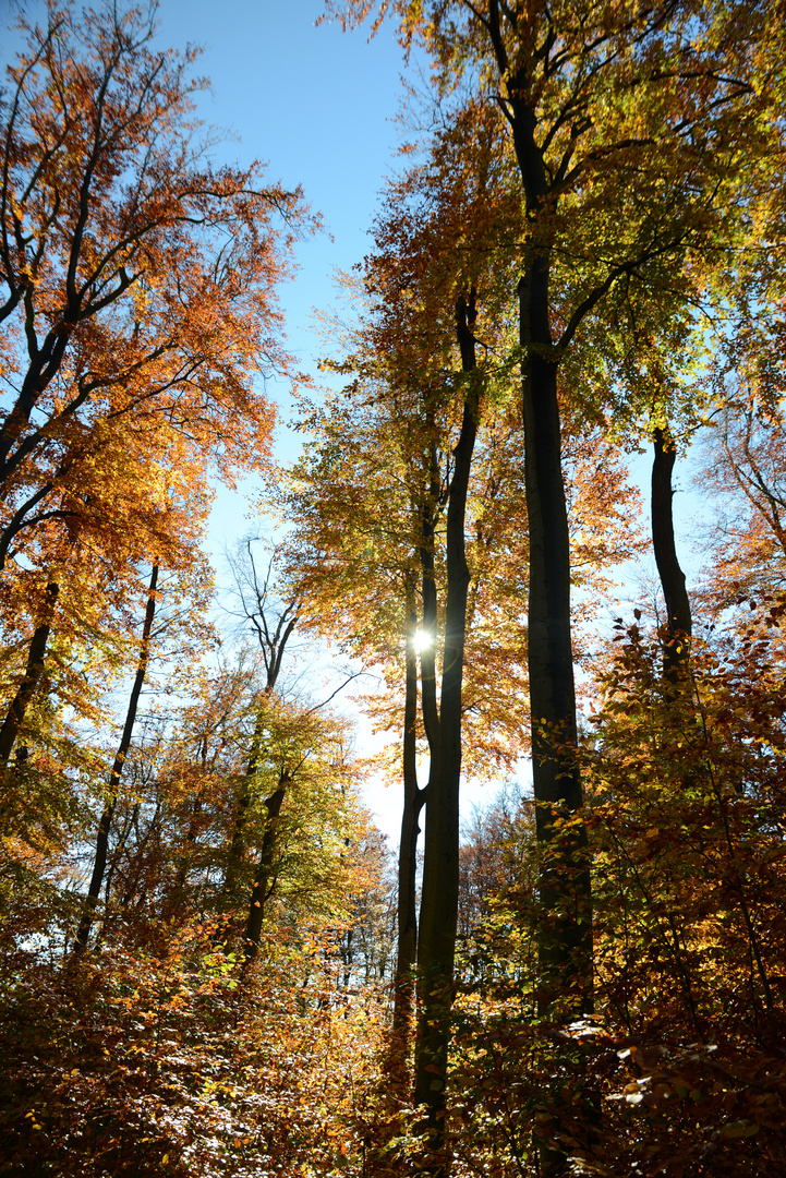 Herbstfarben