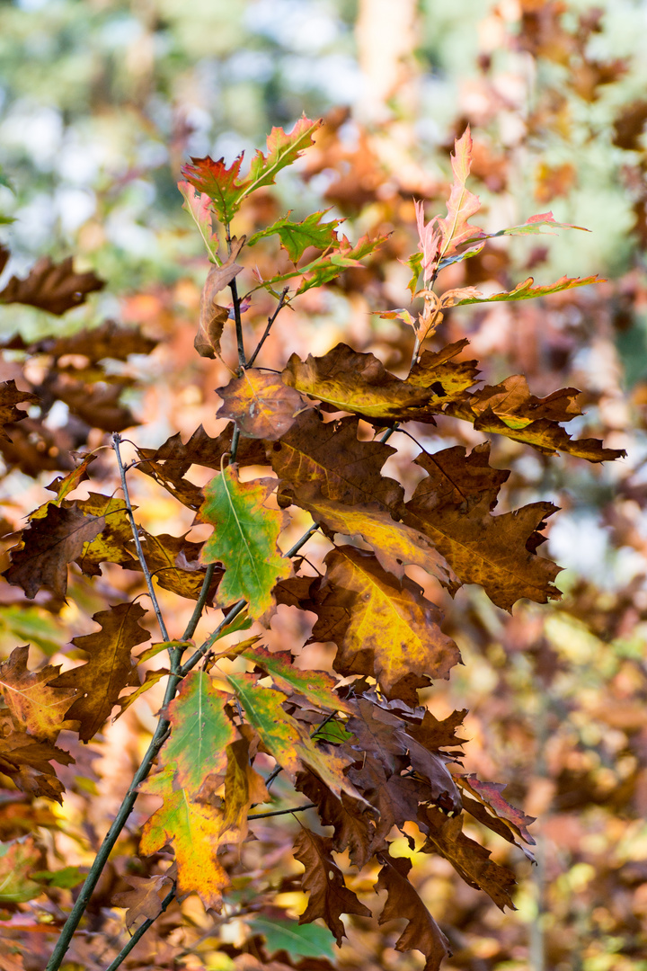 Herbstfarben