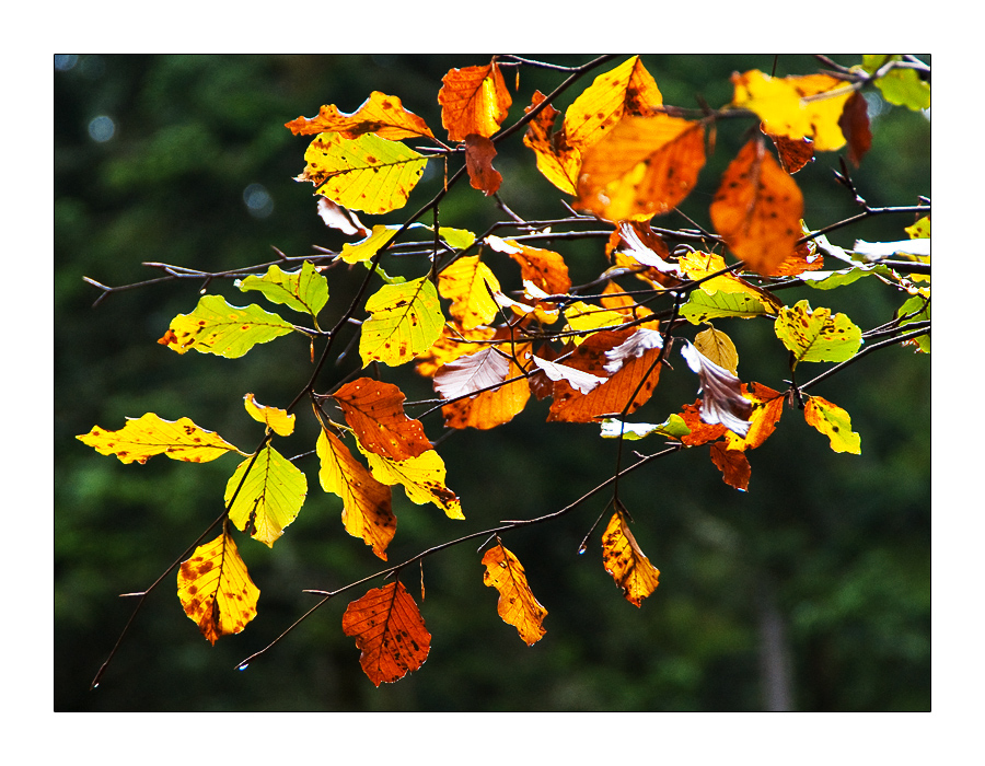 Herbstfarben