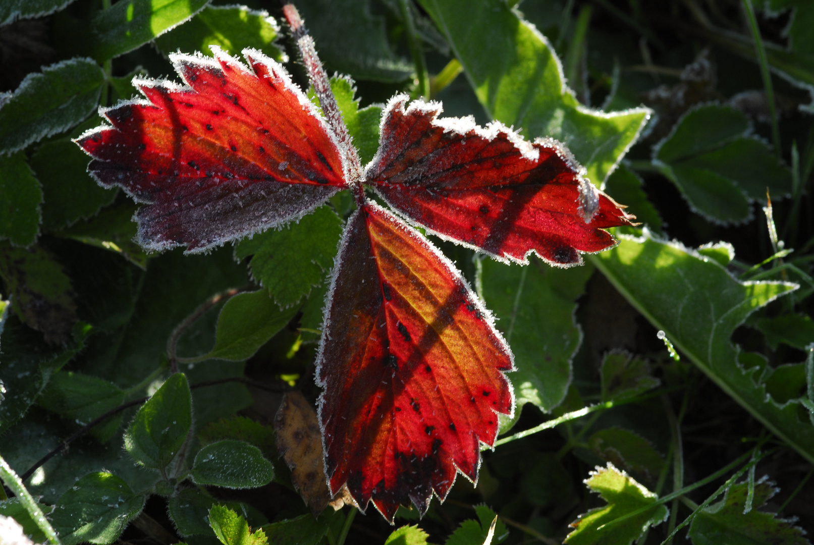 Herbstfarben