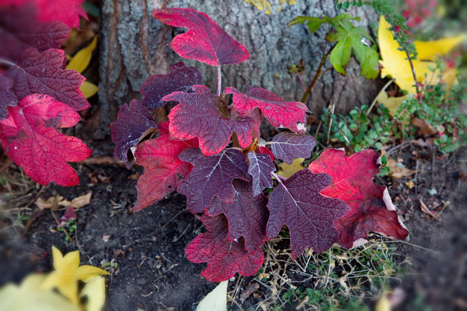 Herbstfarben