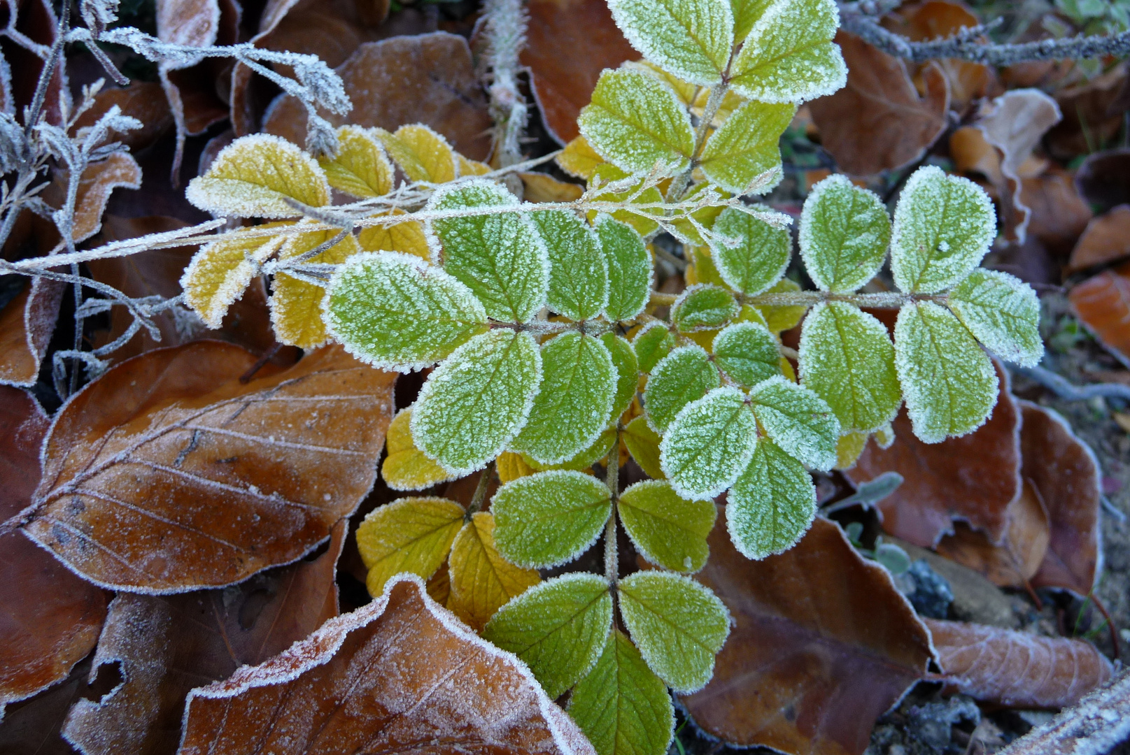 Herbstfarben