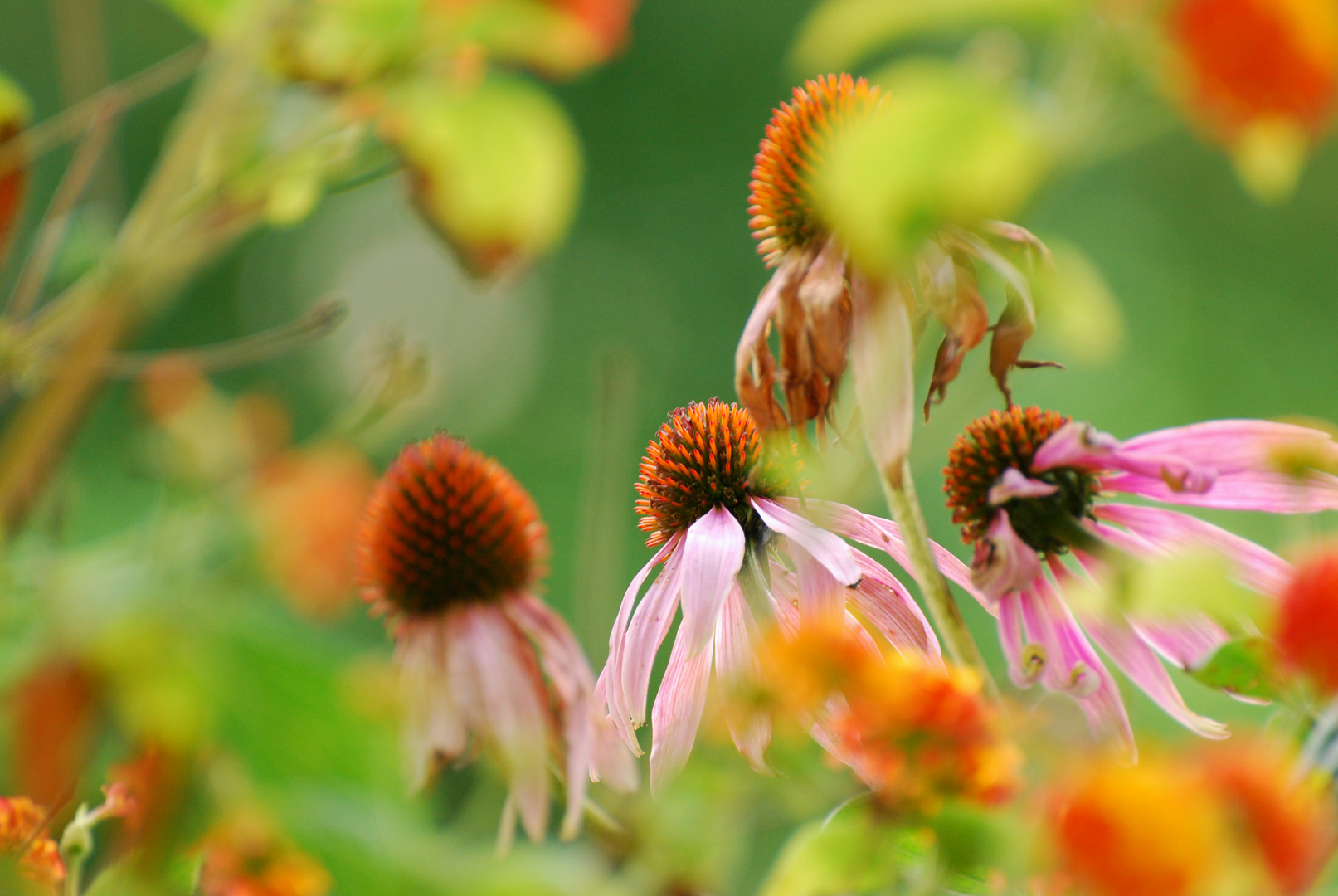 Herbstfarben