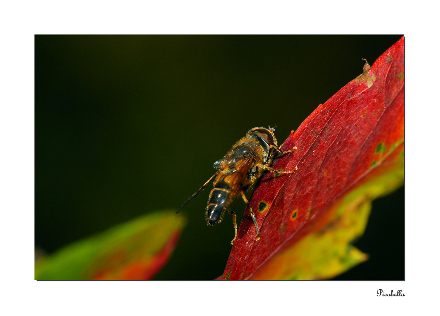 Herbstfarben