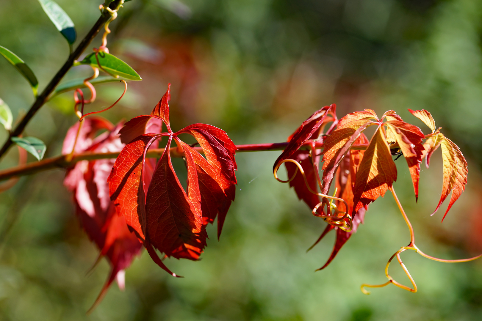 Herbstfarben