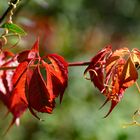 Herbstfarben