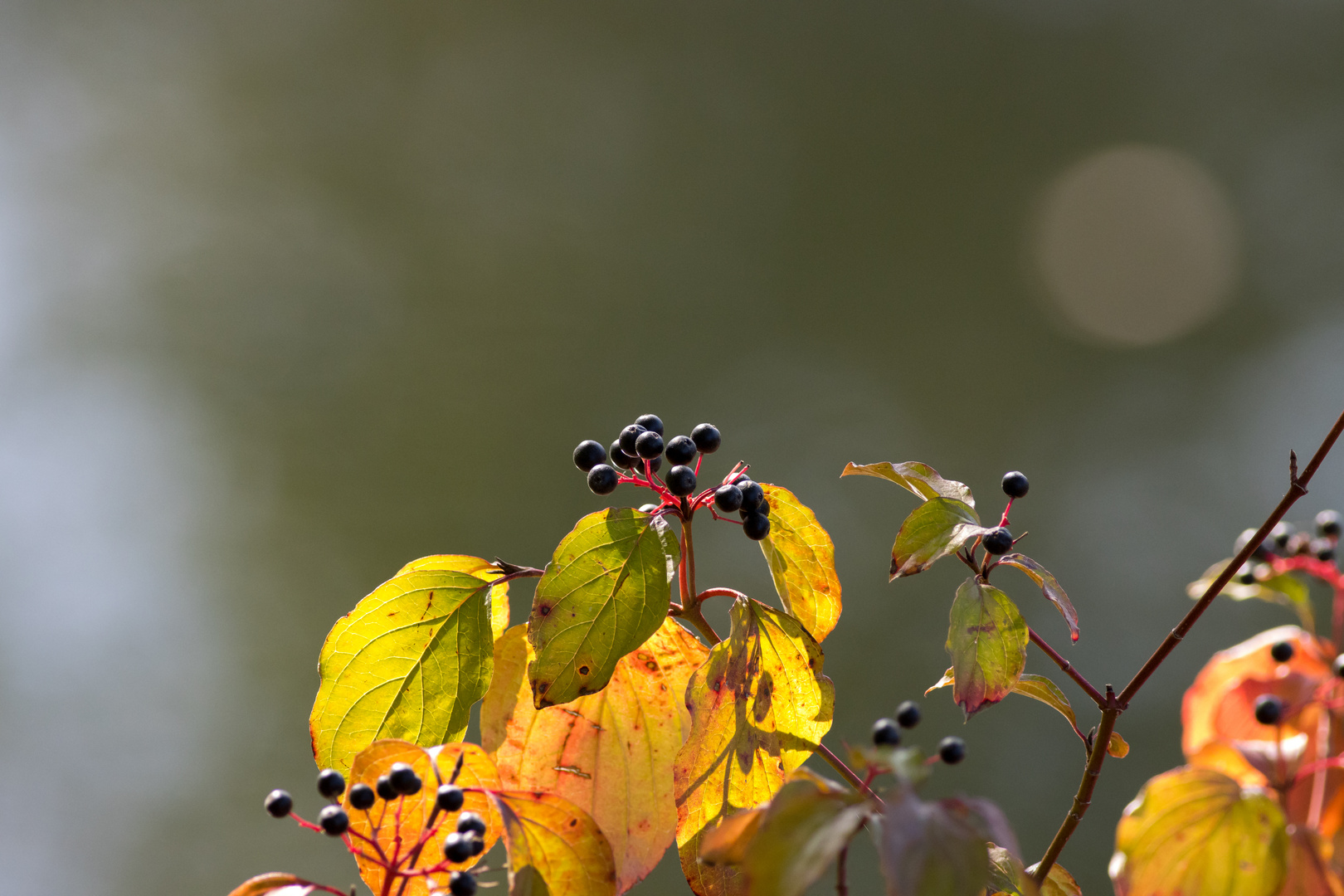 Herbstfarben