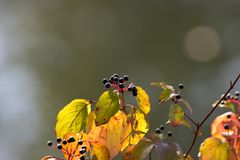 Herbstfarben