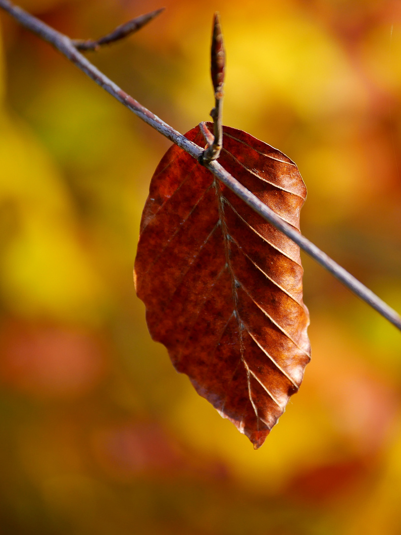 HerbstFarben